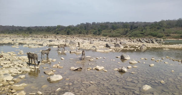 कूनो नेशनल पार्क में मादा चीता ज्वाला अपने शावकों के साथ सैर पर निकली, नदी में खड़ी दिखी फैमिली