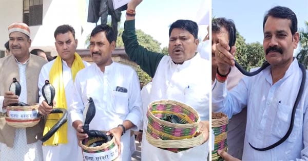 मध्य प्रदेश विधानसभा सत्र में हंगामा : प्लास्टिक के सांप लेकर पहुंचे कांग्रेसी विधायक, बोले- नौकरियों पर कुंडली मारकर बैठी... बीजेपी का पलटवार