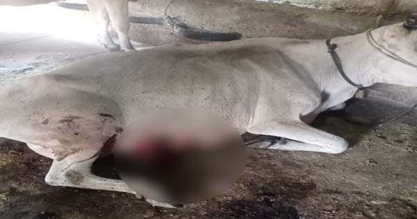 भोपाल: पिपलानी थाना क्षेत्र में एक गाय और बछड़े को काटने का मामला, नशे में युवक ने 4 गायों पर चलाया चाकू, 1 की मौत