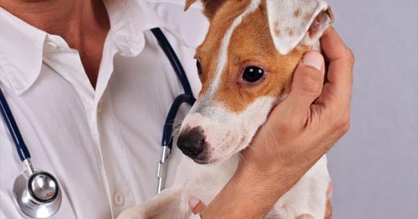Sepsis Symptoms : पेट पेरेंट्स हो जाए सावधान!...पालतू कुत्ते के सलाइवा से फैला गंभीर इन्फेक्शन, हुई एक व्यक्ति की मौत