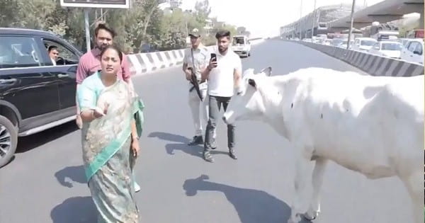 Delhi News : हैदरपुर फ्लाईओवर पर अचानक रुका सीएम रेखा गुप्ता का काफिला, CM ने दिए सड़क पर पशुओं को आने से रोकने के निर्देश
