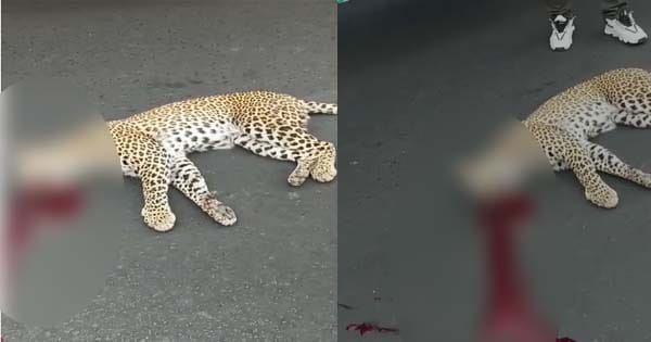 बुधनी के पास  तेंदुए को अज्ञात गाड़ी  ने मारी टक्कर, मौके पर ही मौत, घंटों बाद पहुंचे अधिकारी 