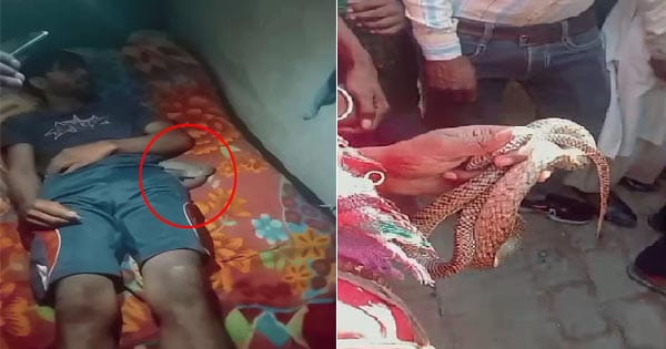 एक-दो नहीं बल्कि सांप ने युवक को 10 बार डसा, पूरी रात लाश के पास बैठा रहा
