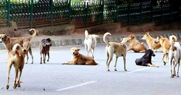 दिल्ली होगी भारत की पहली 'स्ट्रीट डॉग फ्री सिटी'? हाईकोर्ट ने दिए सरकार को निर्देश, कहा- बनाए प्रभावी पुनर्वास नीति