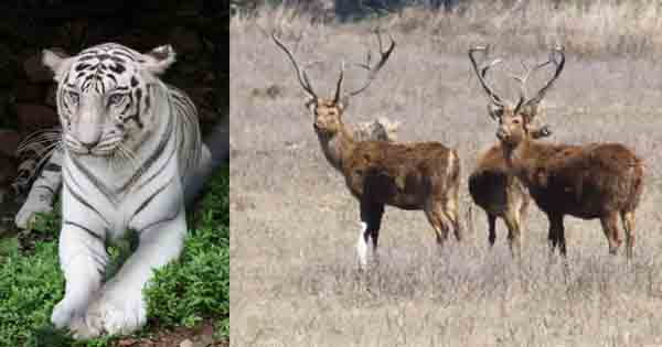वन विहार की गणना रिपोर्ट : चीतल के साथ मोरों की संख्या हुई दोगुनी, जानें अन्य वन्यप्राणियों के बारे में