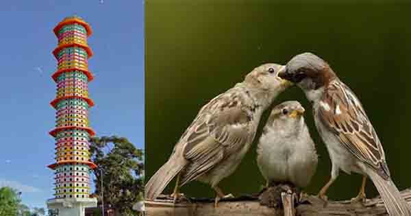World Sparrow Day : जिनकी चहचहाहट से खुलती थी नींद, अब विलुप्ति की कगार पहुंची गौरैया, मप्र में है 60 फीट ऊंचा अनोखा पक्षी घर