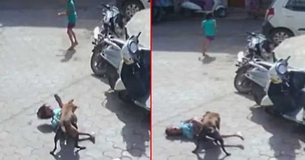 विदिशा में कुत्‍तों का आतंक : 5 साल की बच्ची को बुरी तरह नोंचा, 2 दिन में 54 लोगों को बनाया शिकार, देखें VIDEO