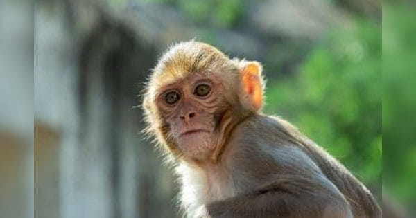 Monkeypox Virus: कोरोना के बीच मंडराने लगा 'मंकीपॉक्स' का खतरा, अमेरिका में भी मिला केस; कितनी खतरनाक है ये बीमारी?