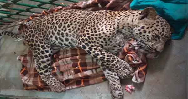 Leopard in Jabalpur : खेत में तेंदुआ देख ग्रामीणों ने घेरा, डरकर भागने में हुआ घायल तो लाया गया जबलपुर