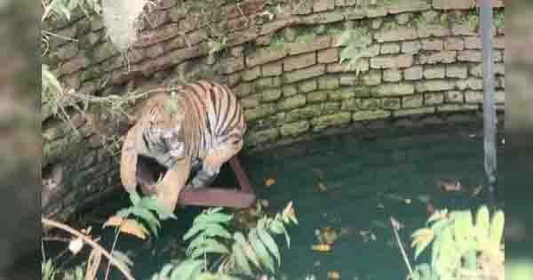 छिंदवाड़ा : कुएं में गिरा बाघ, रेलिंग पर बैठकर गुर्रा रहा, देखें VIDEO