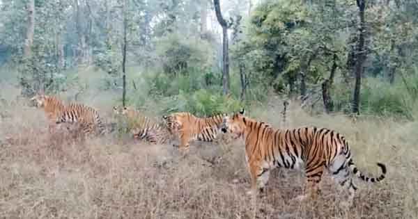 VIDEO में देखें रोमांचक नजारा, डॉटी बाघिन अपने तीन शावकों के साथ जंगल की सैर पर निकली