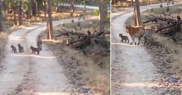 Tiger Video : नन्हें शावकों की अठखेलियां बनी आकर्षण का केंद्र, बाघिन टी-4 के साथ सड़क पार करते दिखे 4 शावक