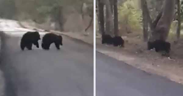 MP News: सैर पर निकली भालू की फैमिली, 3 भालुओं को देख रोमांचित हुए लोग; वायरल हो रहा VIDEO