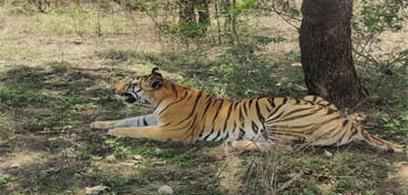 भोपाल में दिखे बाघ के नखरे, पेट्रोलिंग वाहन देखकर भी किया अनदेखा, अंदाज ऐसा; मानो दे रहा हो पोज