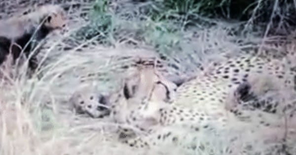 कूनो नेशनल पार्क से बुरी खबर, मादा चीता ज्वाला के शावक ने तोड़ा दम
