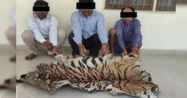MP News : बाघ और तेंदुए की खाल तस्करी के 8 शिकारियों को किया गिरफ्तार, आरोपियों में पूर्व सरपंच और शिक्षक शामिल
