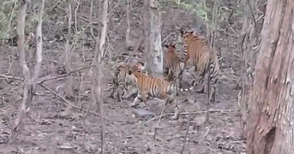 MP The Tiger State, एक बार फिर बाघों की दहाड़ से गूंजने लगा पन्ना टाइगर रिजर्व, बाघिन और उसके शावकों की अठखेलियां बनीं आकर्षण का केंद्र, देखिए रोमांचित करने वाले Video