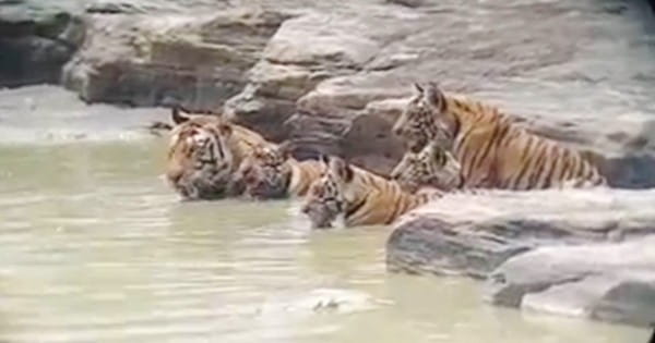 Panna Tiger Reserve : 4 शावकों के साथ पानी में अठखेलियां करती दिखी बाघिन, कैमरे में कैद हुआ रोमांचित VIDEO
