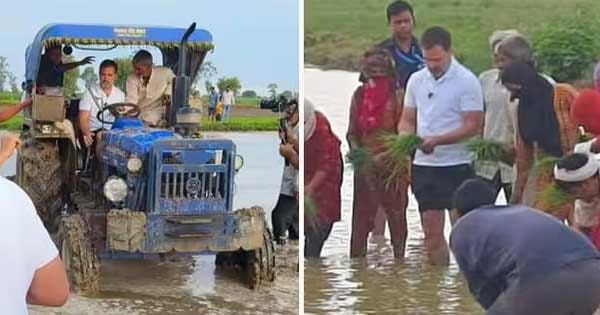 सुबह-सुबह सोनीपत के खेतों में किसानों के बीच पहुंचे राहुल गांधी, खेतों में चलाया ट्रैक्टर और रोपी धान; देखें VIDEO