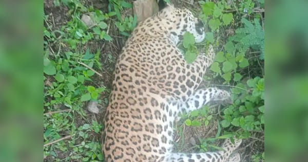 Dhar News : कुक्षी के ढोल्या गांव में मिला तेंदुए का शव, गाड़ी की टक्कर से मौत की आशंका