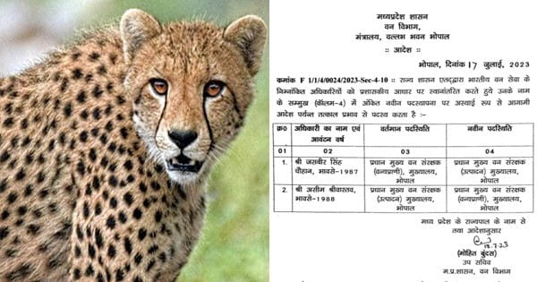 109 दिनों में 8 चीतों की मौत का साइड इफेक्ट, चौहान की पीसीसीएफ वाइल्ड लाइफ पद से छुट्टी, प्रदेश के वन्य प्राणियों का जिम्मा अब असीम को
