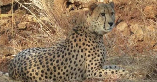 Kuno National Park में फिर हड़कंप, मादा चीता निर्वा लापता, रेडियो कॉलर खराब होने से नहीं मिल रही लोकेशन; सवालों के घेरे में चीता प्रोजेक्ट
