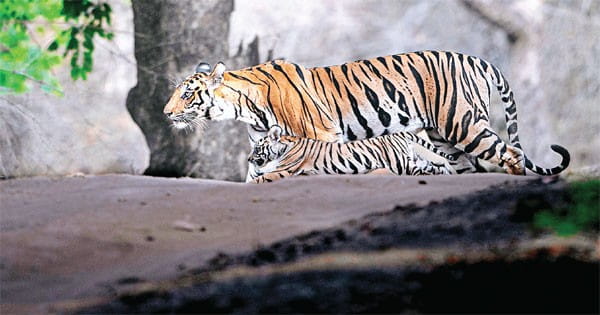 टाइगर की एक तस्वीर के लिए 11 साल इंतजार, बाघ के अंतिम संस्कार पर ली पगमार्क की फोटो