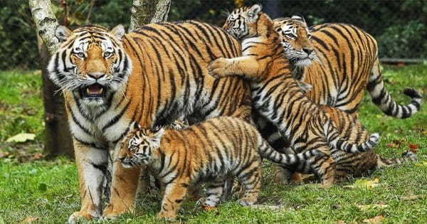 मप्र टाइगर स्टेट, लेकिन इस साल अब तक केंद्र से एक रुपया भी नहीं मिला