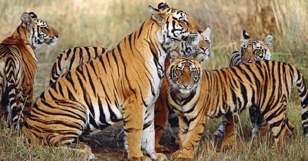 MP फिर बना टाइगर स्टेट, 785 बाघों के साथ देश में नंबर -1, कर्नाटक दूसरे और उत्तराखंड तीसरे स्थान पर
