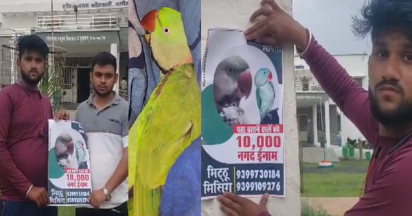 ‘मिट्ठू मिसिंग’… गुमशुदा तोते की तलाश! दमोह में गली-गली हो रहा अनाउंसमेंट, पता बताने वाले को मिलेंगे 10 हजार; देखें VIDEO