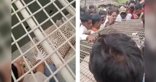 Panna News : 15 दिनों से रिहायशी इलाके में डेरा डाले बैठा था तेंदुआ, एक मकान में घुसा; वन विभाग ने पकड़ा, गांव में दहशत का माहौल