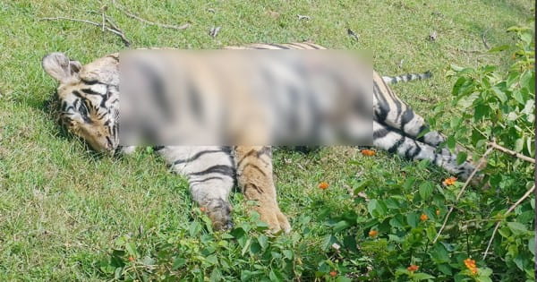 बांधवगढ़ टाइगर रिजर्व में फिर बाघ की मौत, मानपुर रेंज में शव मिलने से मचा हड़कंप, इसी महीने मिला था बाघिन का शव