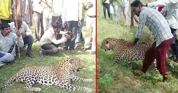 Dewas News : तेंदुए पर ग्रामीणों ने की सवारी, सेल्फी और वीडियो भी बनाए, वन विभाग की टीम ने किया रेस्क्यू, देखें VIDEO
