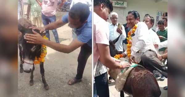 अच्छी बारिश के लिए टोटका : गधे को पहनाई माला, गांव के पटेल को गधे पर बैठाकर श्मशान घाट तक घुमाया; ग्रामीण बोले- इससे इंद्र भगवान होंगे खुश