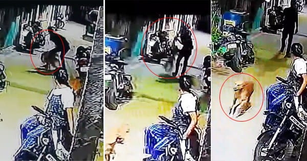 इंदौर में अनोखा मामला : डॉग को लाओ थाने, उसका मेडिकल कराएंगे फिर लिखेंगे FIR, हीरानगर क्षेत्र का VIDEO हुआ था वायरल