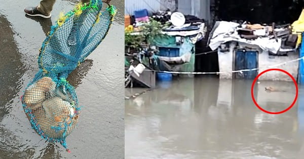 VIDEO : इंदौर नगर निगम की अनूठी पहल... बारिश में फंसे डॉग्स का किया रेस्क्यू, एनिमल बर्थ कंट्रोल टीम लगातार कर रही भ्रमण