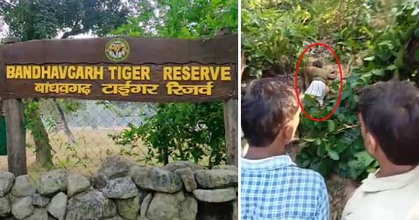 उमरिया : बांधवगढ़ टाइगर रिजर्व क्षेत्र में नहीं थम रहा बाघ का आतंक, हमले में एक और व्यक्ति की मौत