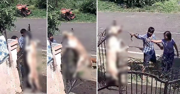 VIDEO : डॉग ट्रेनिंग सेंटर के संचालक और कर्मचारियों ने पार की क्रूरता की हद... कुत्ते को फांसी लगाकर बेरहमी से मार डाला