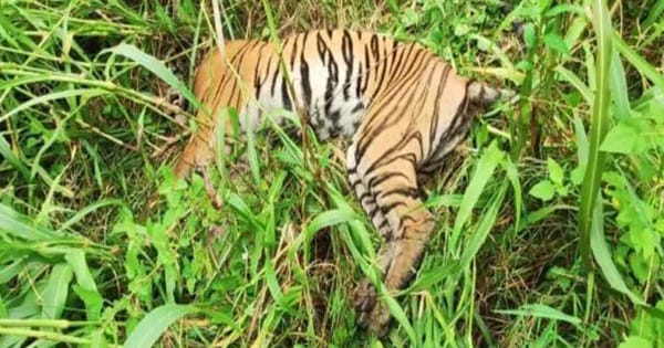 सतना के मझगवां वन परिक्षेत्र में बाघ का शव मिला, जांच में जुटे अधिकारी