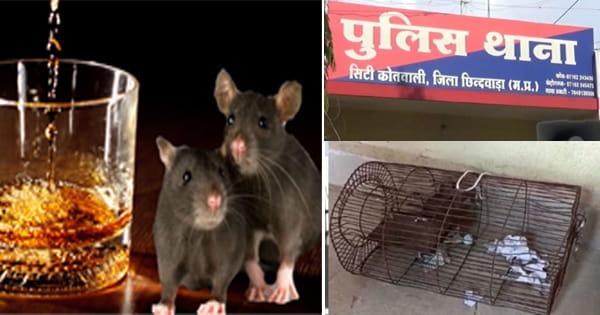 थाने में चूहों की शराब पार्टी, 60 बोतल गटक गए... एक को पकड़ा, बाकी फरार, देखें VIDEO