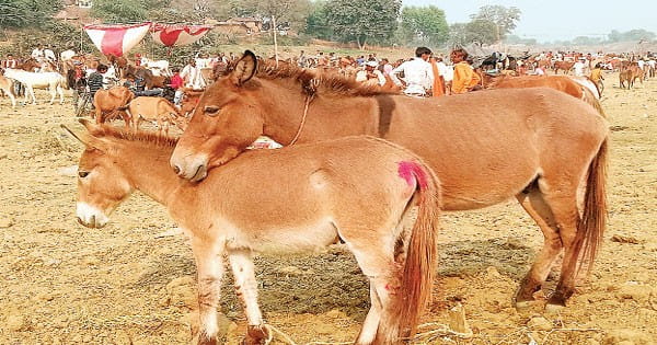 चित्रकूट में गधों का मेला: ‘ कटरीना’ 41 हजार में बिकी, रह गया ‘ सलमान’