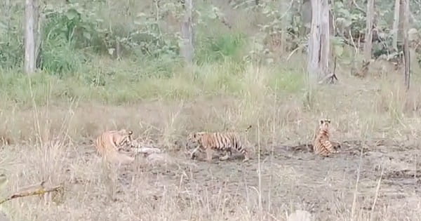 सतपुड़ा टाइगर रिजर्व में 3 शावकों को दुलारती दिखी बाघिन, पर्यटकों ने कैमरे में कैद किया ये नजारा, देखें VIDEO