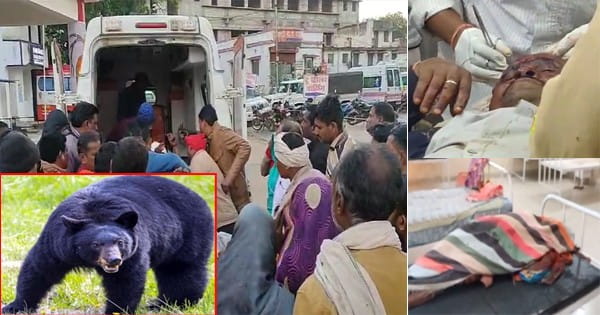 उमरिया : भालू ने 6 लोगों पर बोला हमला, एक महिला की मौत; दो गंभीर जबलपुर और 3 शहडोल रेफर