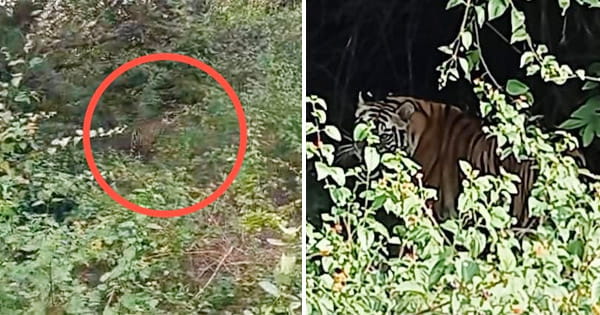 बांधवगढ़ टाइगर रिजर्व के बकेली गांव के पास दिखा बाघ, ग्रामीणों में दहशत, वन विभाग का अमला मौके पर पहुंचा