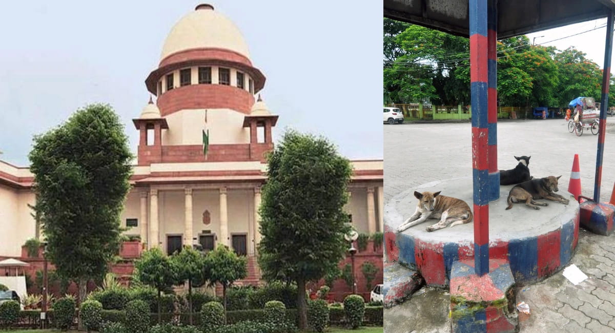 दिल्ली-NCR में आवारा कुत्तों पर सुप्रीम कोर्ट की सुनवाई, फैसला रखा सुरक्षित, डॉग लवर्स की दलील- 'शेल्टर होम भर गए हैं, पकड़ने से रोकें...'