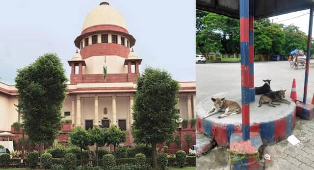 दिल्ली-NCR में आवारा कुत्तों पर सुप्रीम कोर्ट की सुनवाई, फैसला रखा सुरक्षित, डॉग लवर्स की दलील- 'शेल्टर होम भर गए हैं, पकड़ने से रोकें...'