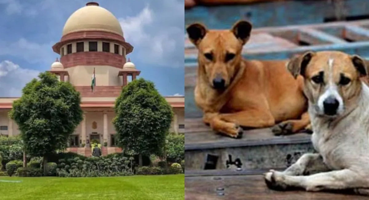 नसबंदी कर छोड़े जाएंगे पकड़े गए कुत्ते… आवारा कुत्तों पर सुप्रीम कोर्ट का बड़ा फैसला, कहा- हर जगह न दिया जाए खाना