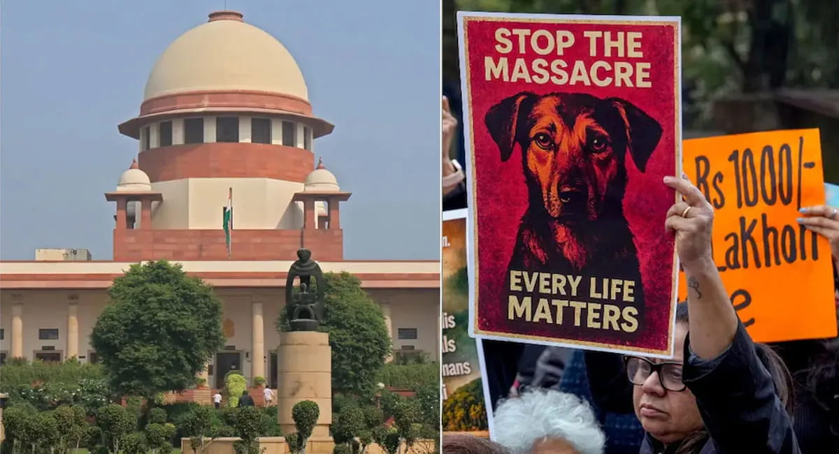 SC में आवारा कुत्तों पर सुनवाई, कोर्ट ने बताई काटने की असली वजह