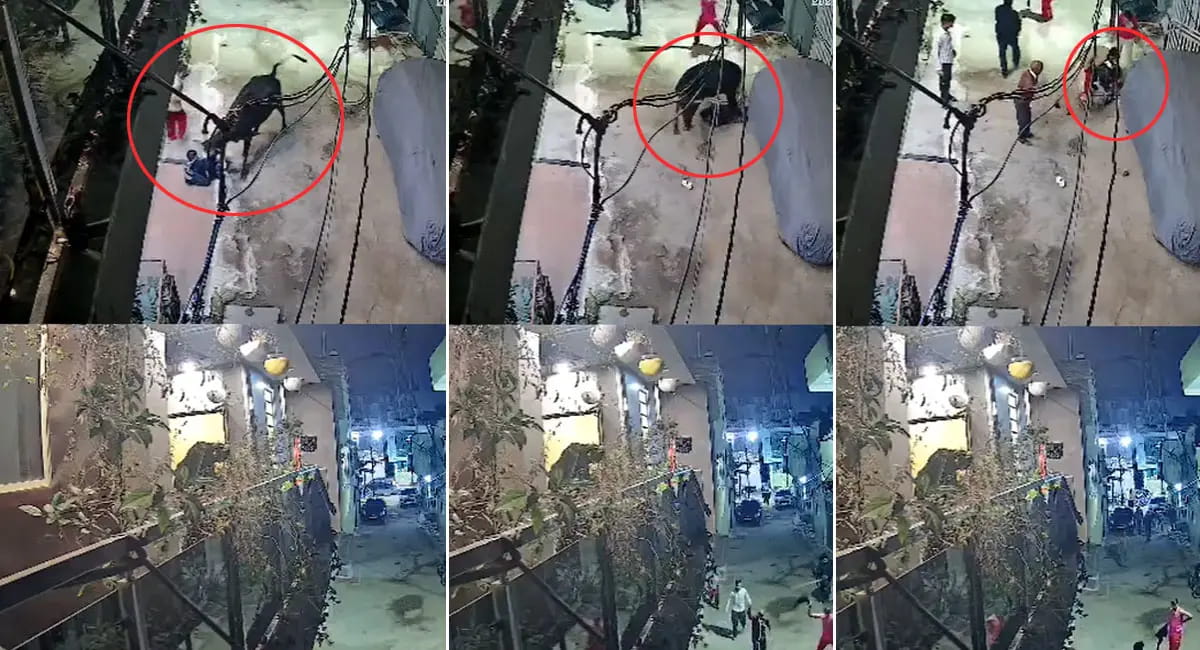 सांड ने मासूम को सींग से उठाकर पटका, सिर और चेहरे पर लगे 25 टांके