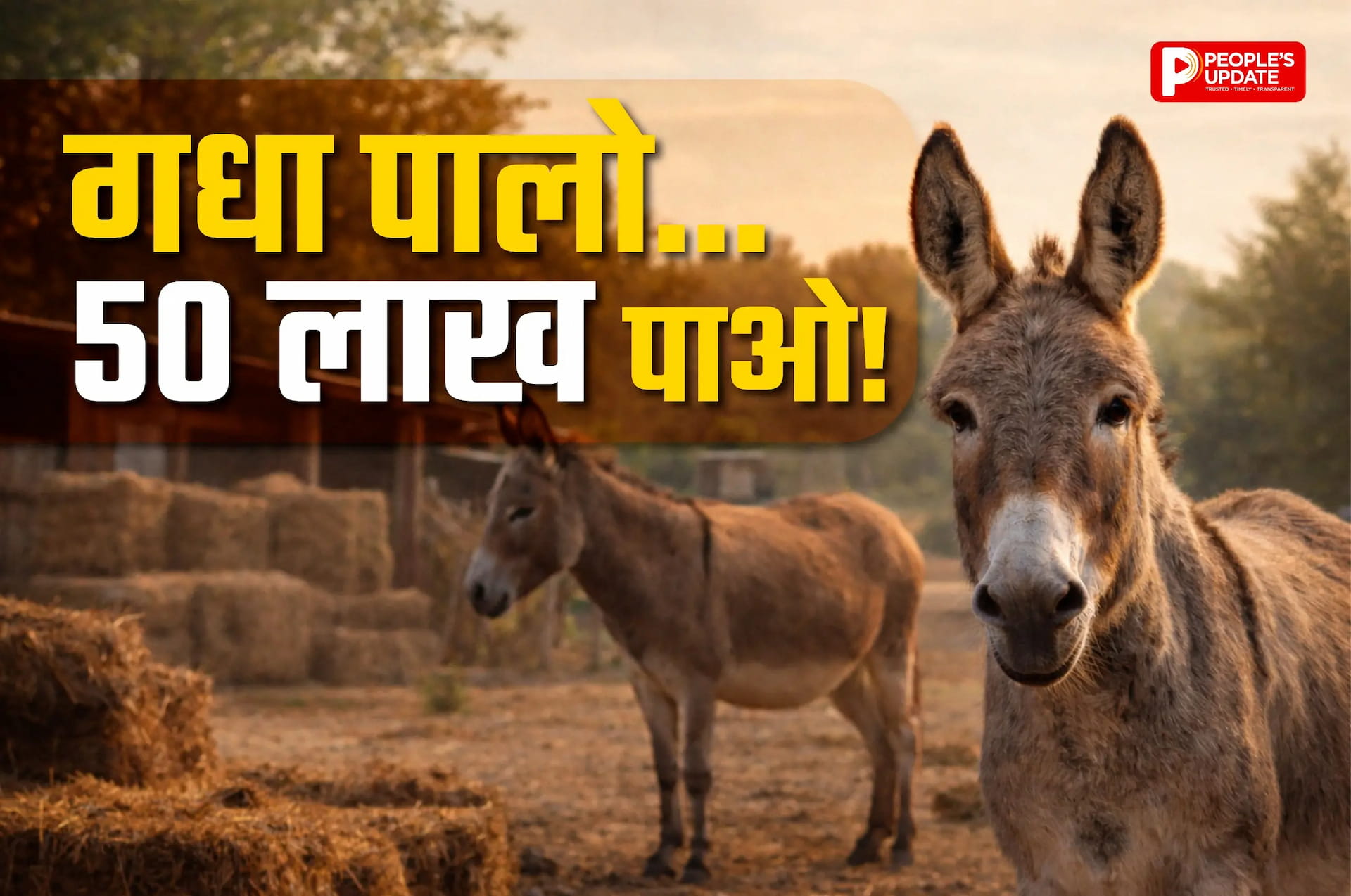गधे पालने पर सरकार देगी 50 लाख रुपए, जानें किसे और कैसे मिलेंगे ये पैसे?